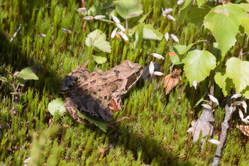 toad on green moss