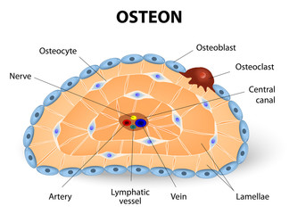 Osteon development and structure