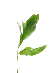 sprout tree with leaves ,isolated