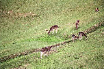 A herd of young deer