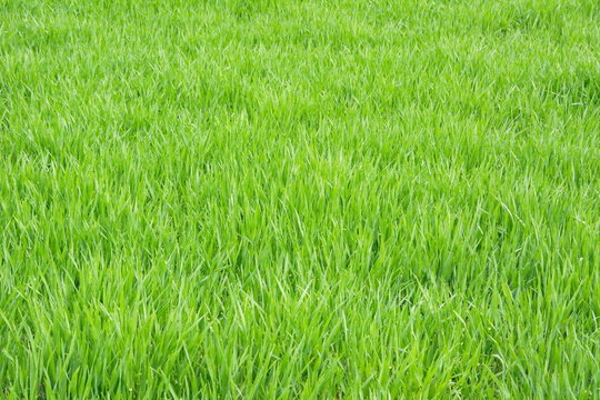 Gras Feld Hintergrund