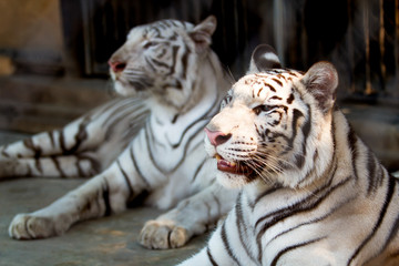 portrait of profile a white tiger