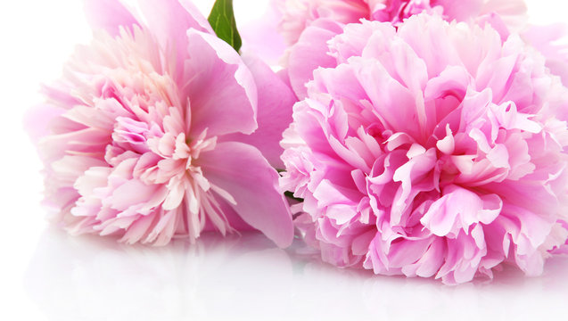 pink peonies flowers isolated on white