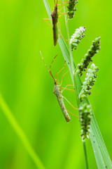 bug