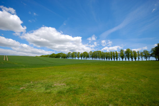 Trees on hill
