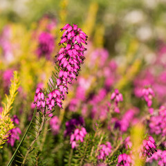 Obraz premium Beautiful flowers Myretoun Ruby.Erica carnea, macro photography