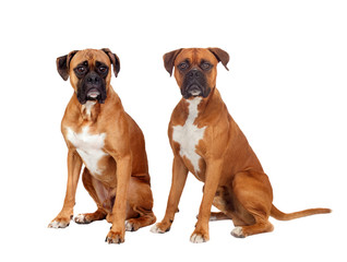 Obraz premium Two dogs of the same breed sitting
