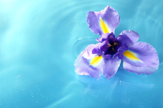 Fototapeta Floating flower close up