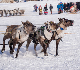 trio of running yamal reindeers