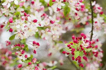 Cherry blossom flowers