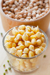 Chick peas sprouts and dried seeds