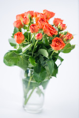 orange roses in vase