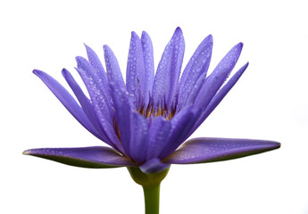 Water drop on colorful purple water lily