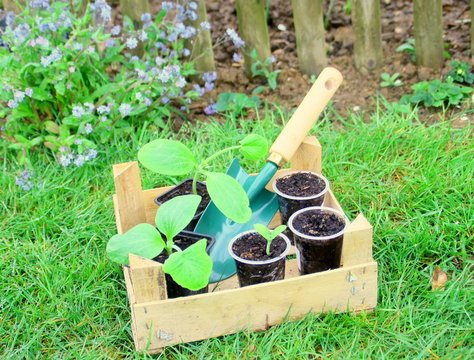 plants de courgette , semis,plantation de saison