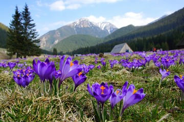 Crocuses in Chocholowska valley, Tatra Mountains, Poland