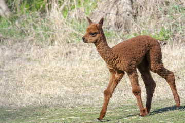 Alpaca (Lama or vicugna pacos) calf
