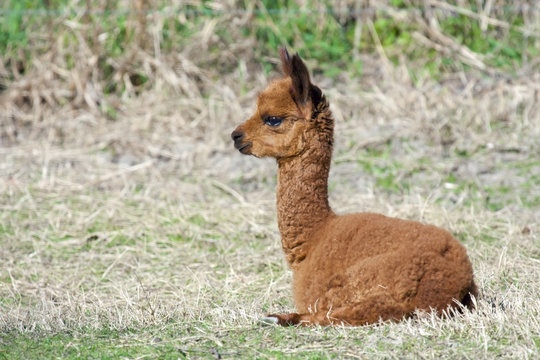 Alpaca (Lama or vicugna pacos) calf