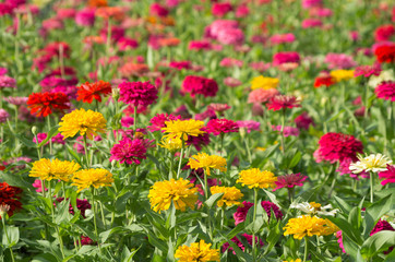 Obraz premium Colorful chrysanthemums