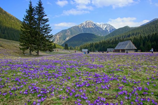Fototapeta Crocuses in Chocholowska valley, Tatra Mountains, Poland