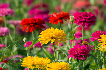 Colorful chrysanthemums