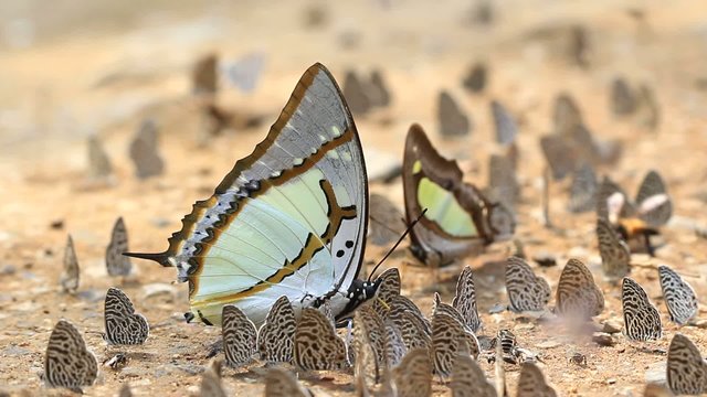 Great Nawab, buuterfly in Thailand