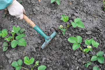 raking of strawberry plantation