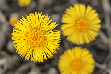 Tussilago farfara or Coltsfoot from above