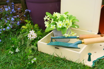 pot,végétation,plante,outil de jardinage