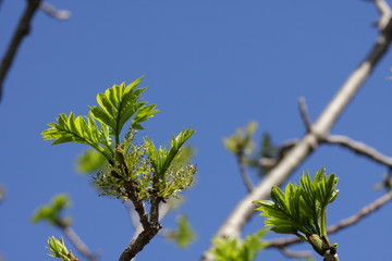 Frêne élevé (Fraxinus excelsior)