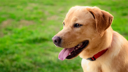 Labrador retriever dog in the meadow looking in the distance