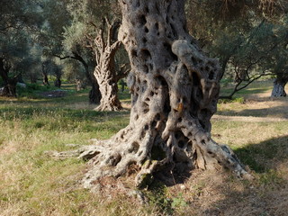 Old Olive Tree, Montenegro