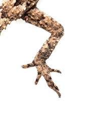 Fototapeta premium foot lizard on a white background. Macro