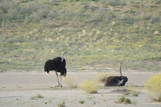 Ostrich (Struthio camelus). Mating pair in kalahari desert