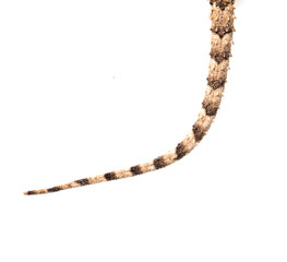 tail of a lizard on a white background. Macro