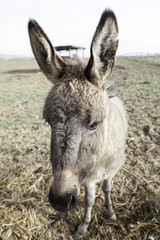 Donkey on a farm