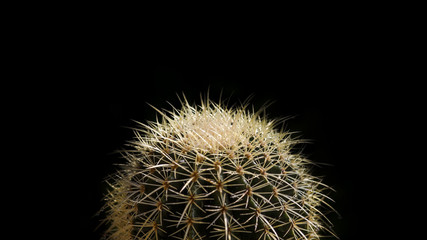 Golden ball cactus isolated on black