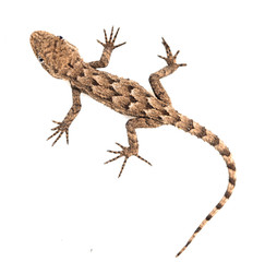 lizard on a white background. Macro