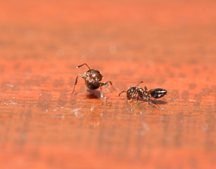 ants on a wooden background. macro