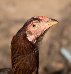 portrait of a chicken