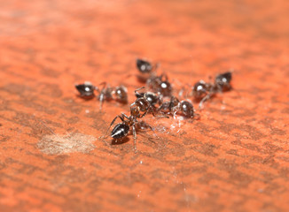 ants on a wooden background. macro