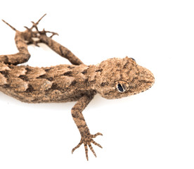 lizard on a white background. Macro