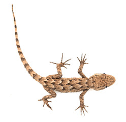 Naklejka premium lizard on a white background. Macro