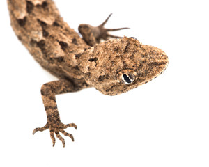 lizard on a white background. Macro