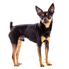 toy terrier