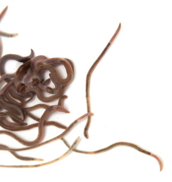 Worms on a white background. Macro