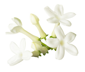 Stefanotis flower on white background