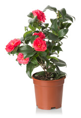 red camellia flowers on the white background