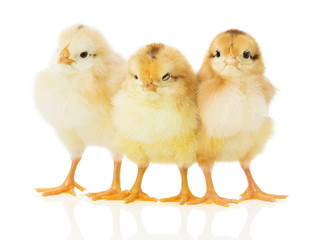 Three chicks on white background