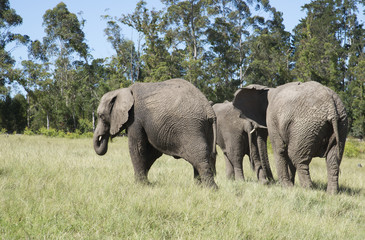 Naklejka na ściany i meble Herd of African elephants walking in grasslands. South Africa