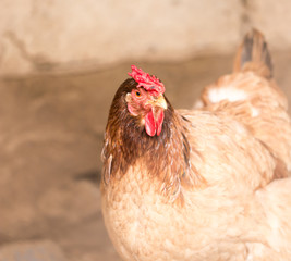 portrait of a chicken